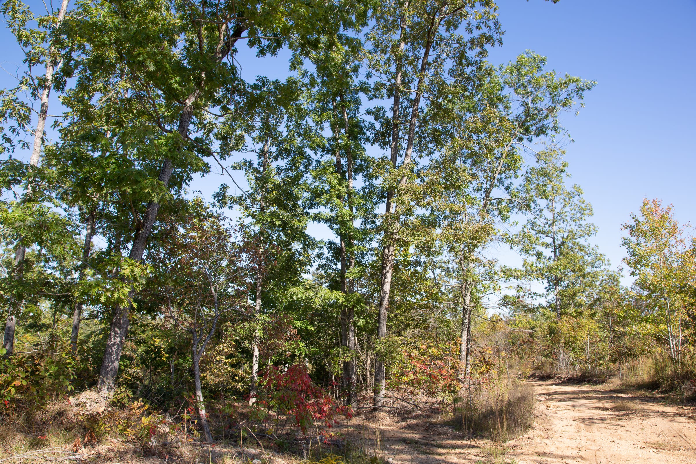 Borgmann’s Hollow Phase IV Tract 105 photo 9