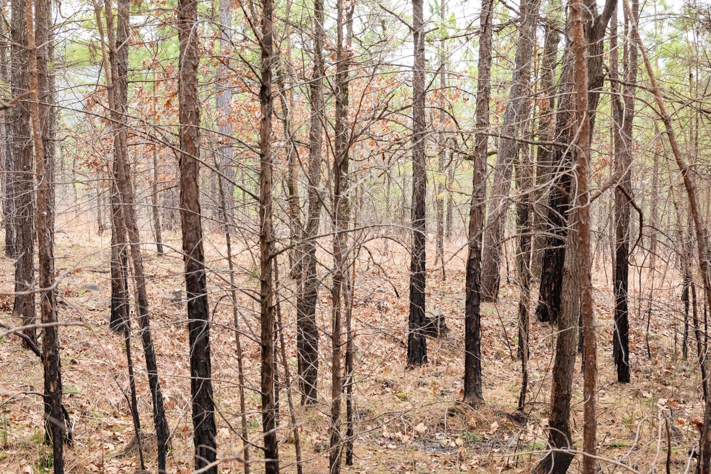Stone Bridge Phase III Tract 199 photo 5