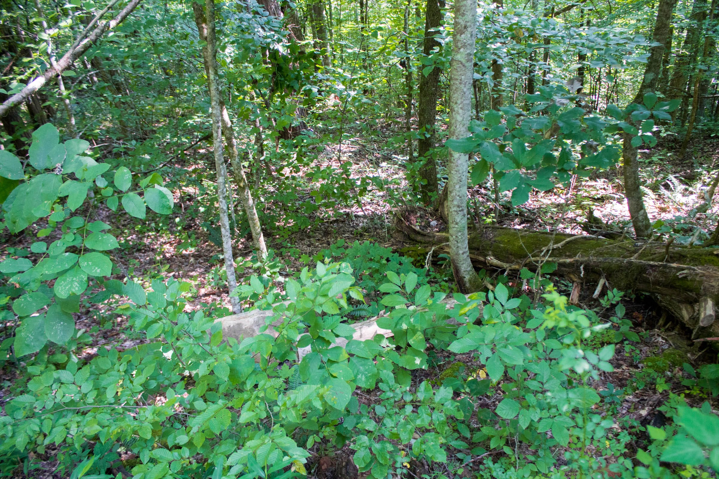 Bluewater Ridge Tract 21 photo 12