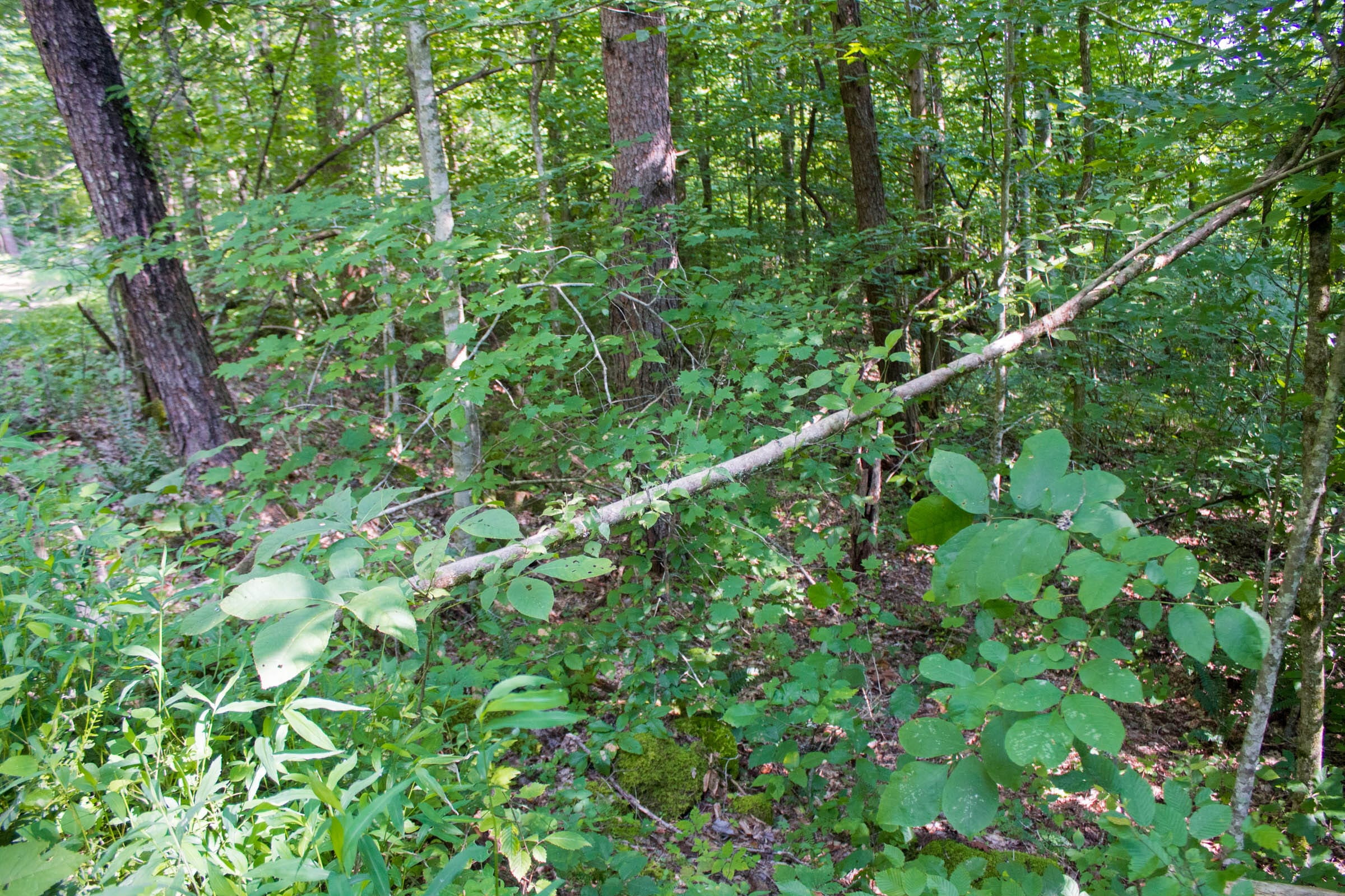 Bluewater Ridge Tract 21 photo 13