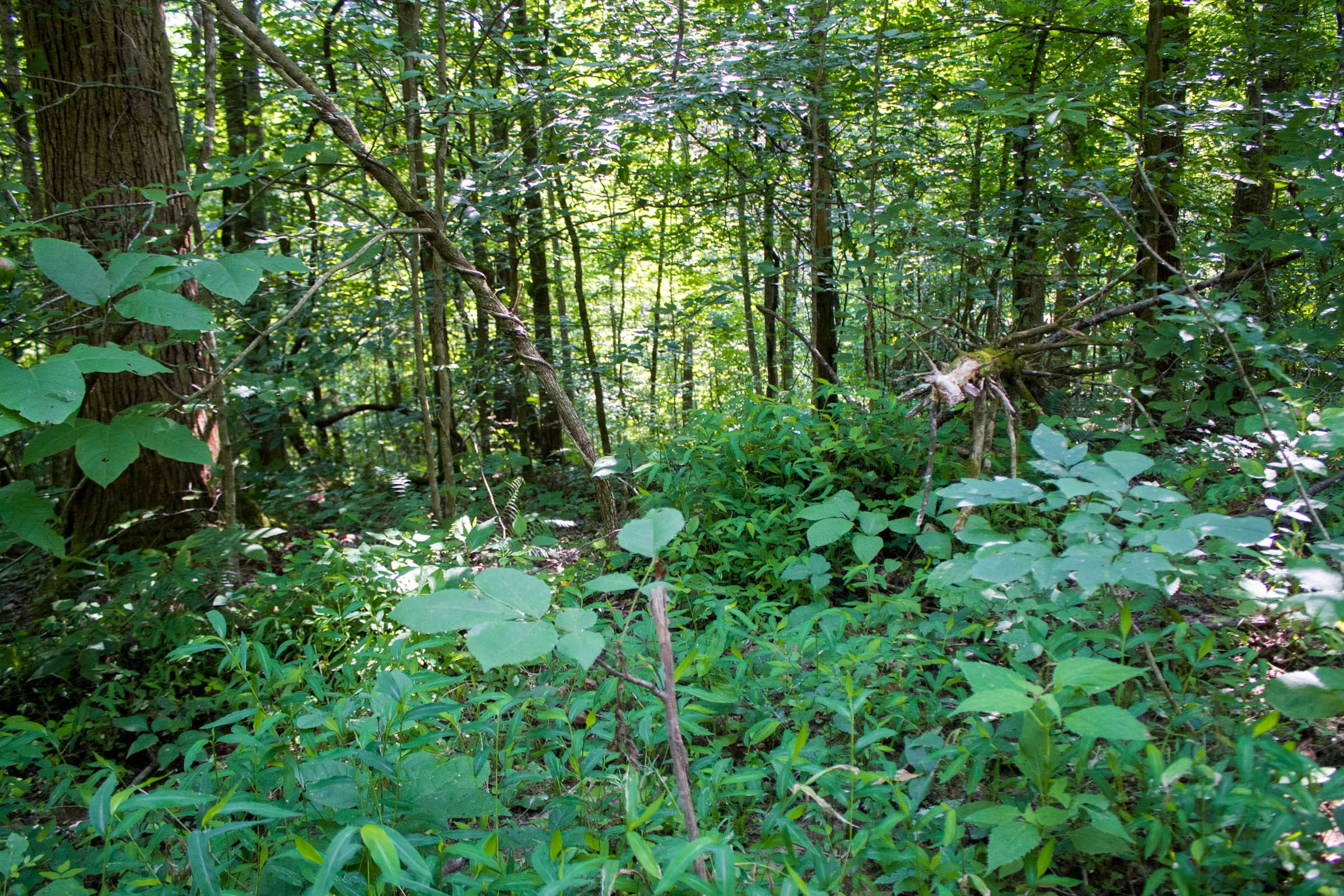 Bluewater Ridge Tract 21 photo 14