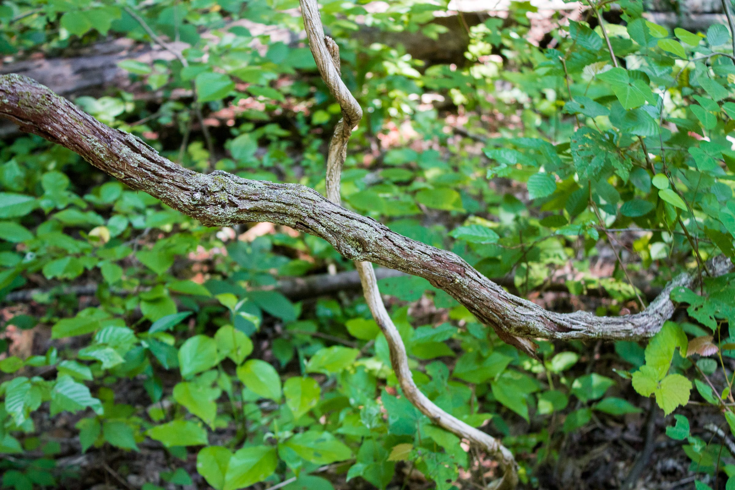 Bluewater Ridge Tract 21 photo 17