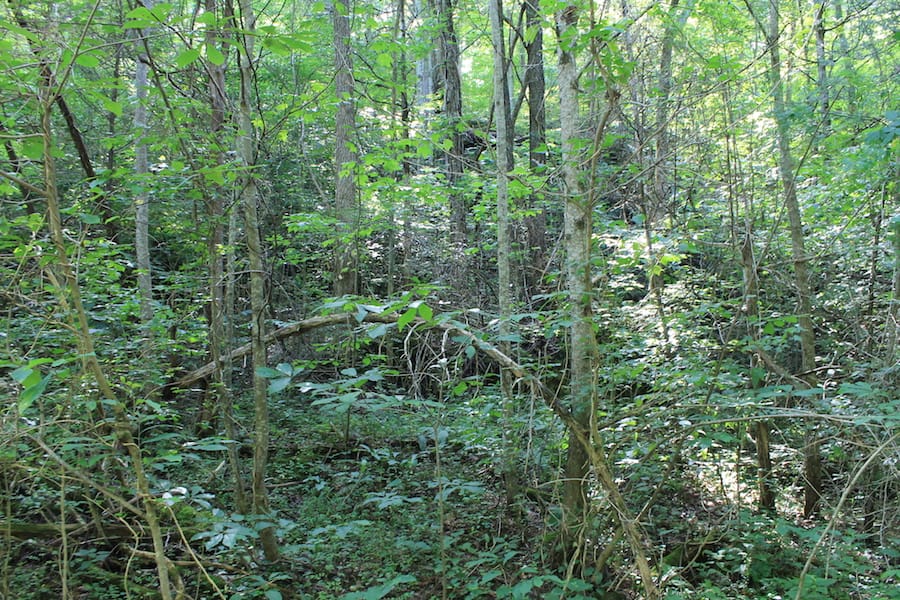 Cumberland Ridge Ranch Tract 10 photo 2