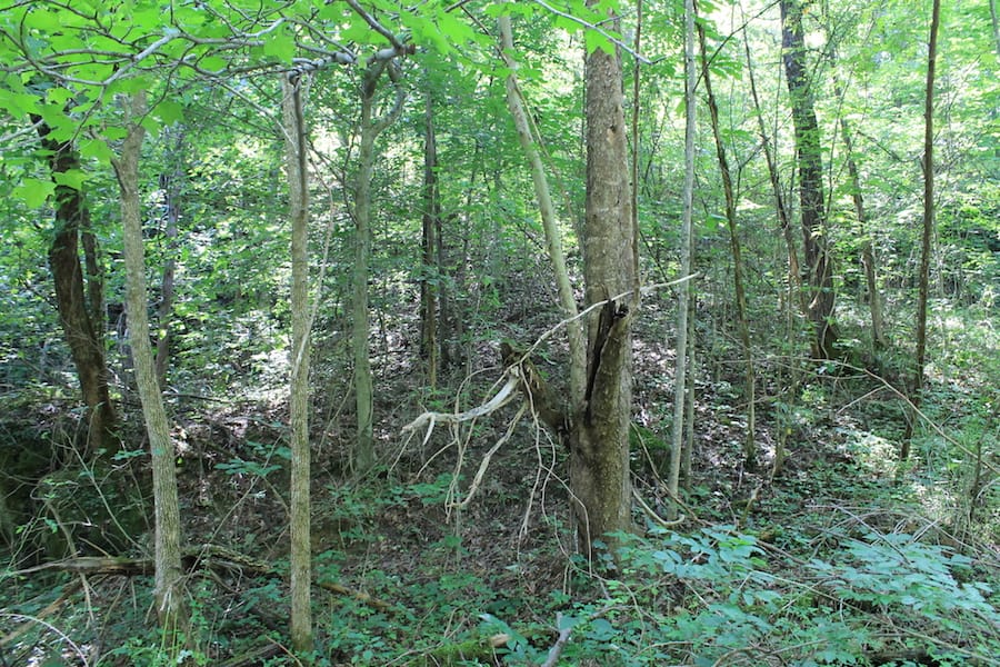 Cumberland Ridge Ranch Tract 10 photo 3