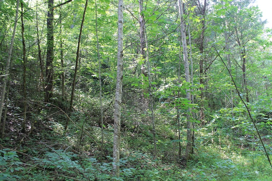 Cumberland Ridge Ranch Tract 10 photo 4