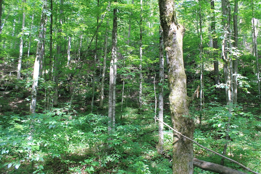 Cumberland Ridge Ranch Tract 10 photo 6