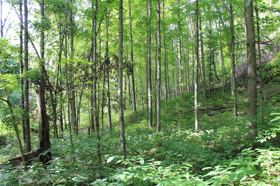 Cumberland Ridge Ranch Tract 10 photo 9