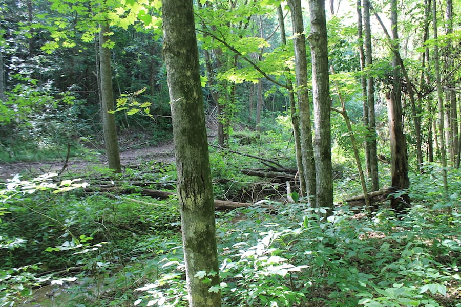 Cumberland Ridge Ranch Tract 10 photo 14