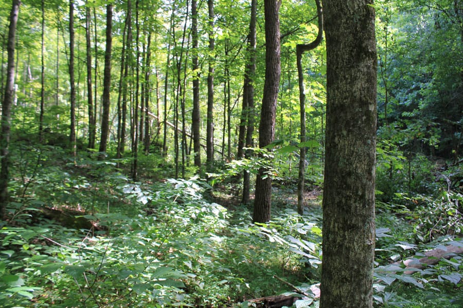 Cumberland Ridge Ranch Tract 10 photo 15