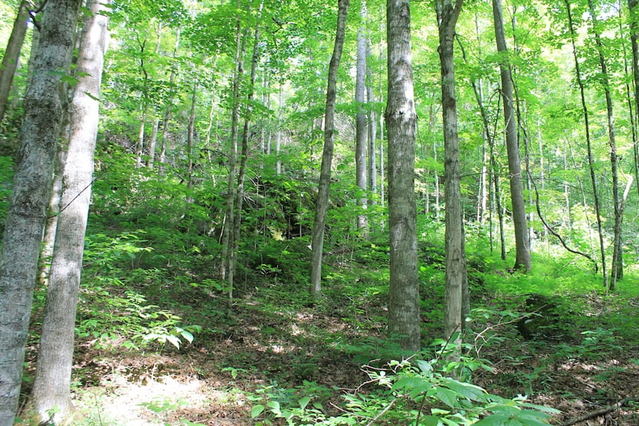 Cumberland Ridge Ranch Tract 10 photo 16