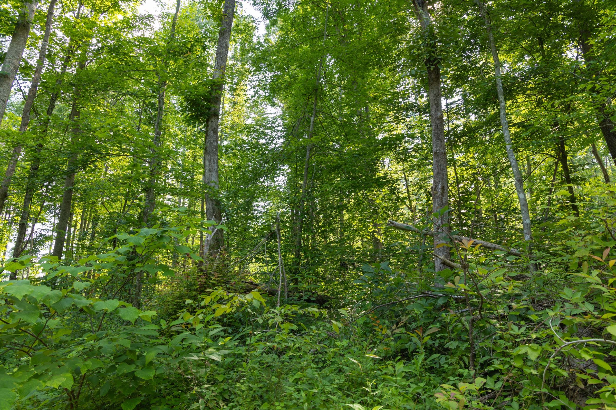 Creek Hollow Phase II Tract 76 photo 5