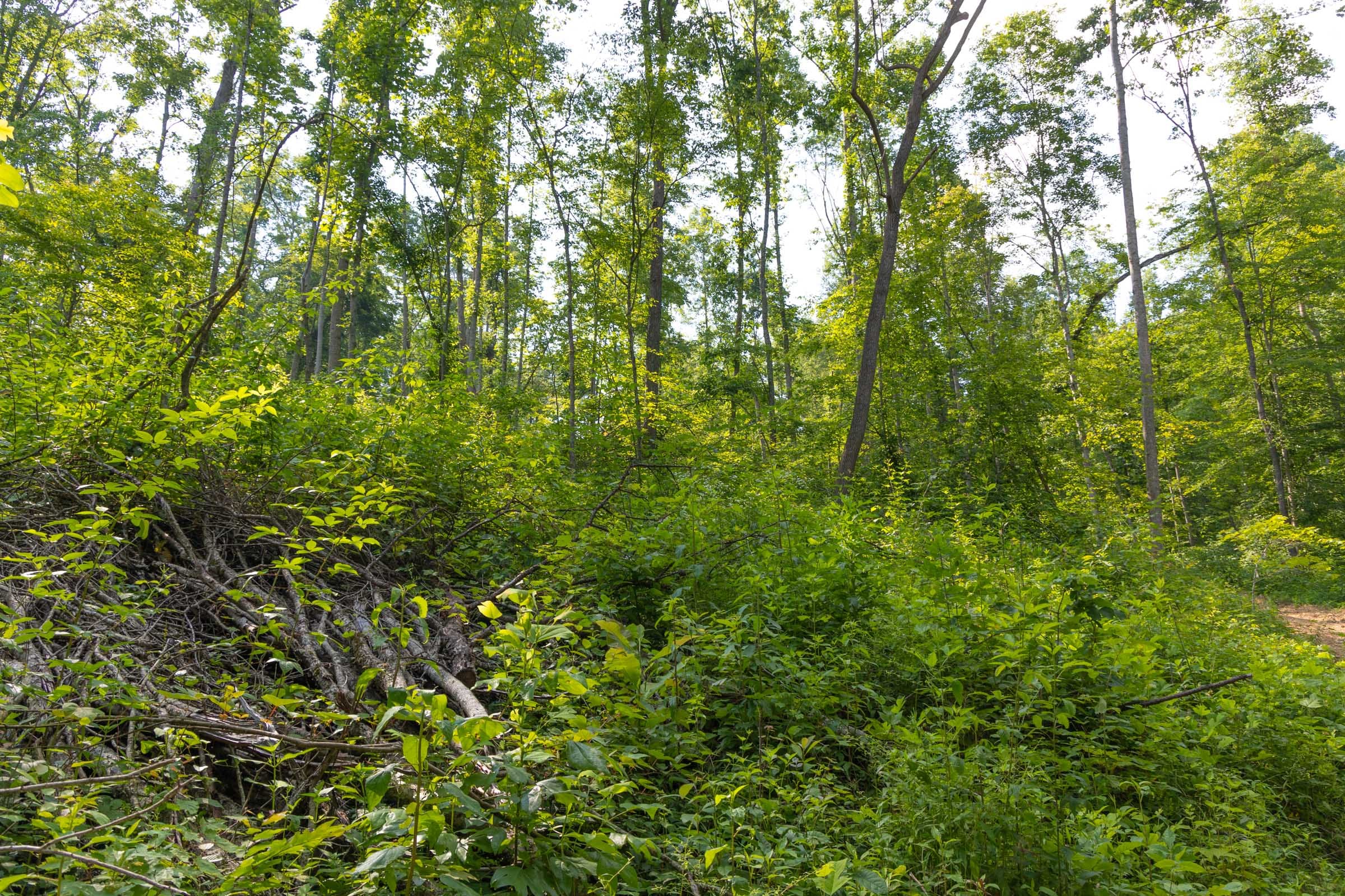 Creek Hollow Phase II Tract 76 photo 4