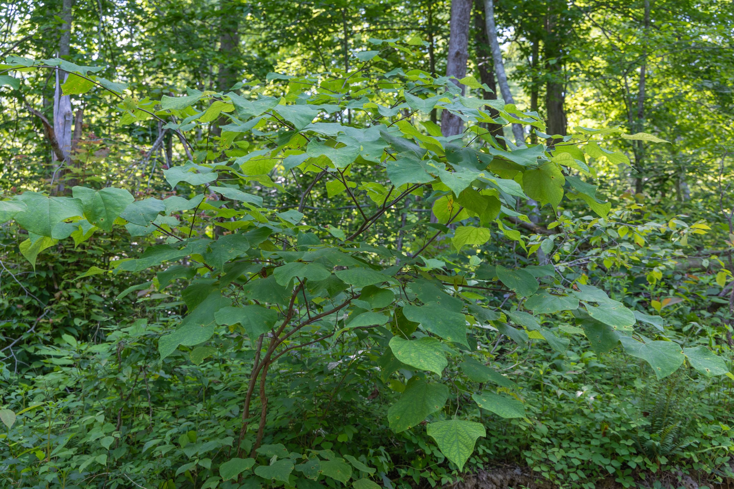 Creek Hollow Phase II Tract 76 photo 3