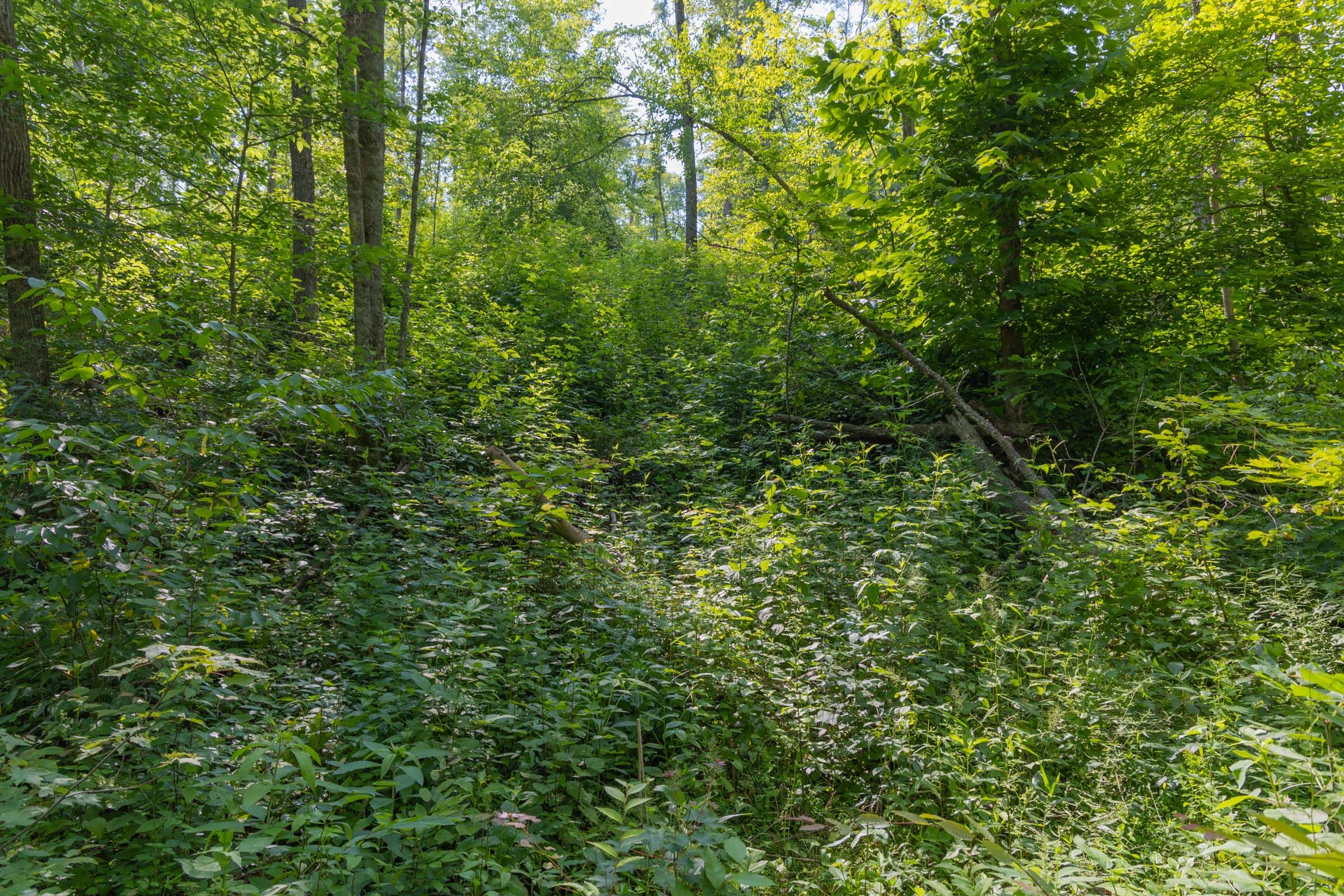 Creek Hollow Phase II Tract 76 photo 2