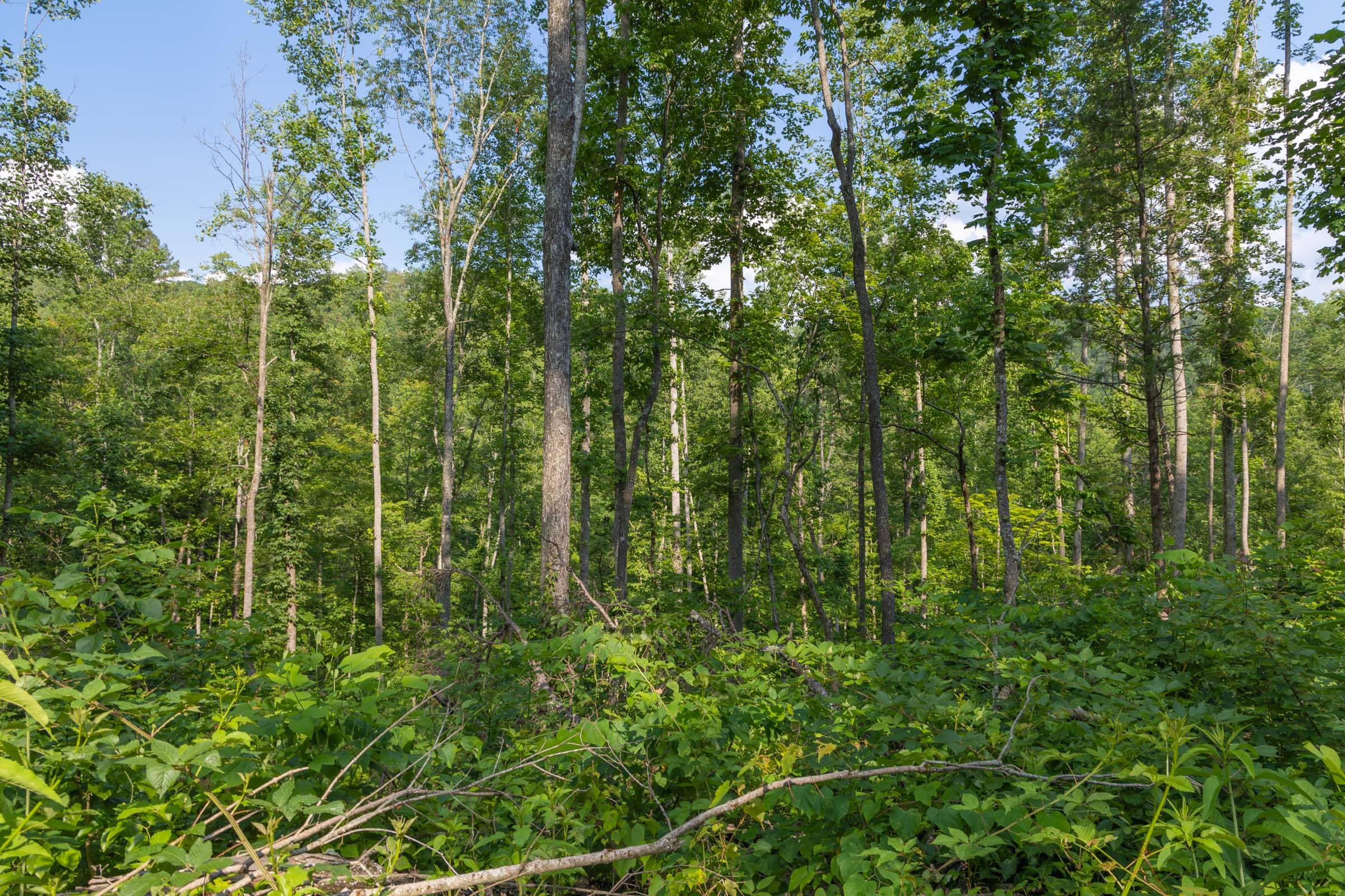 Creek Hollow Phase II Tract 76 photo 1