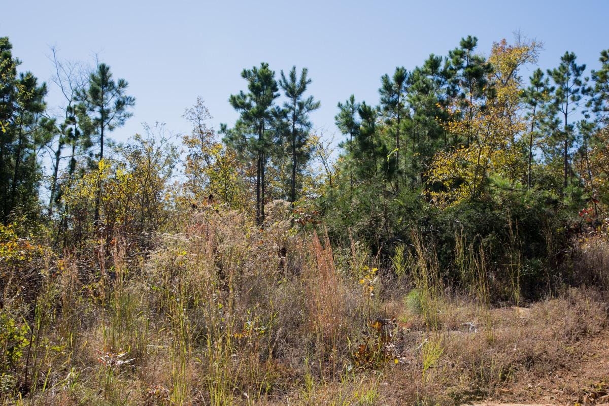 Stone Creek Phase I Tract 181 photo 19