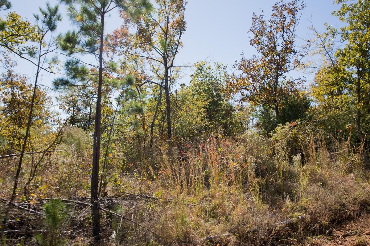 Stone Creek Phase I Tract 181 photo 20