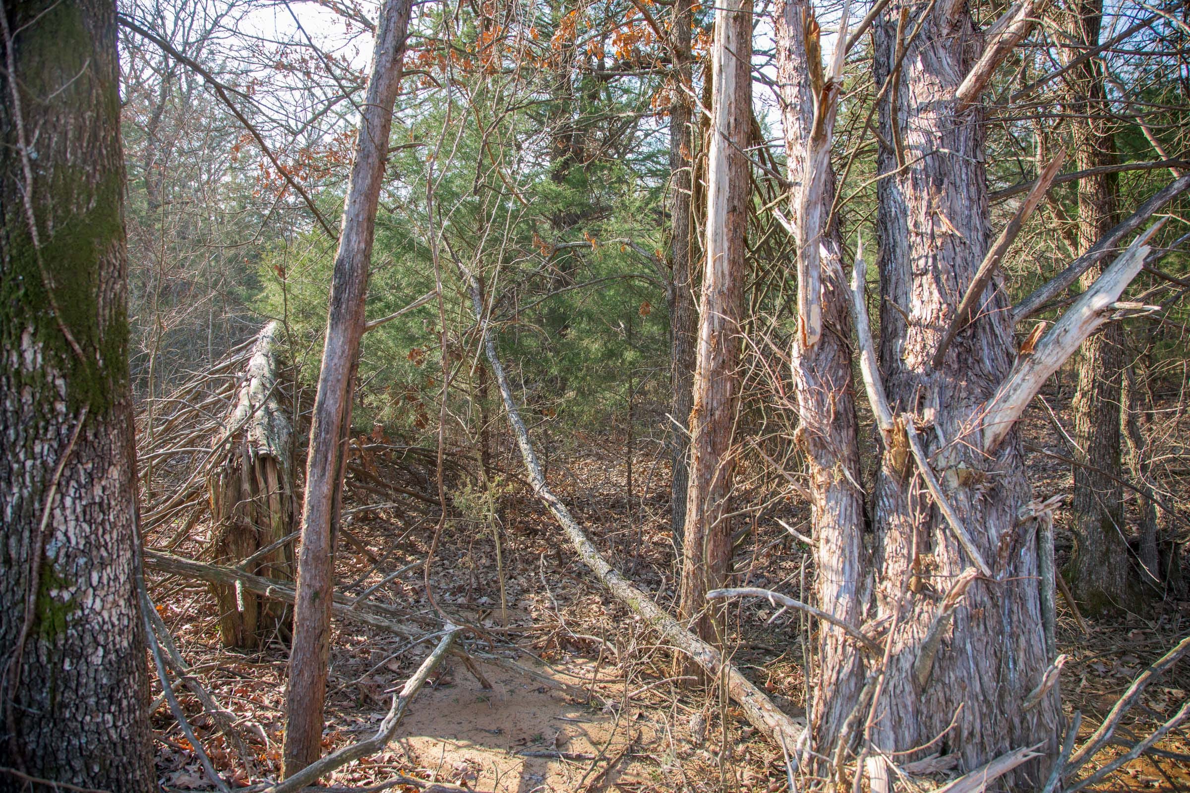 Eufaula Cove Tract 3 photo 8