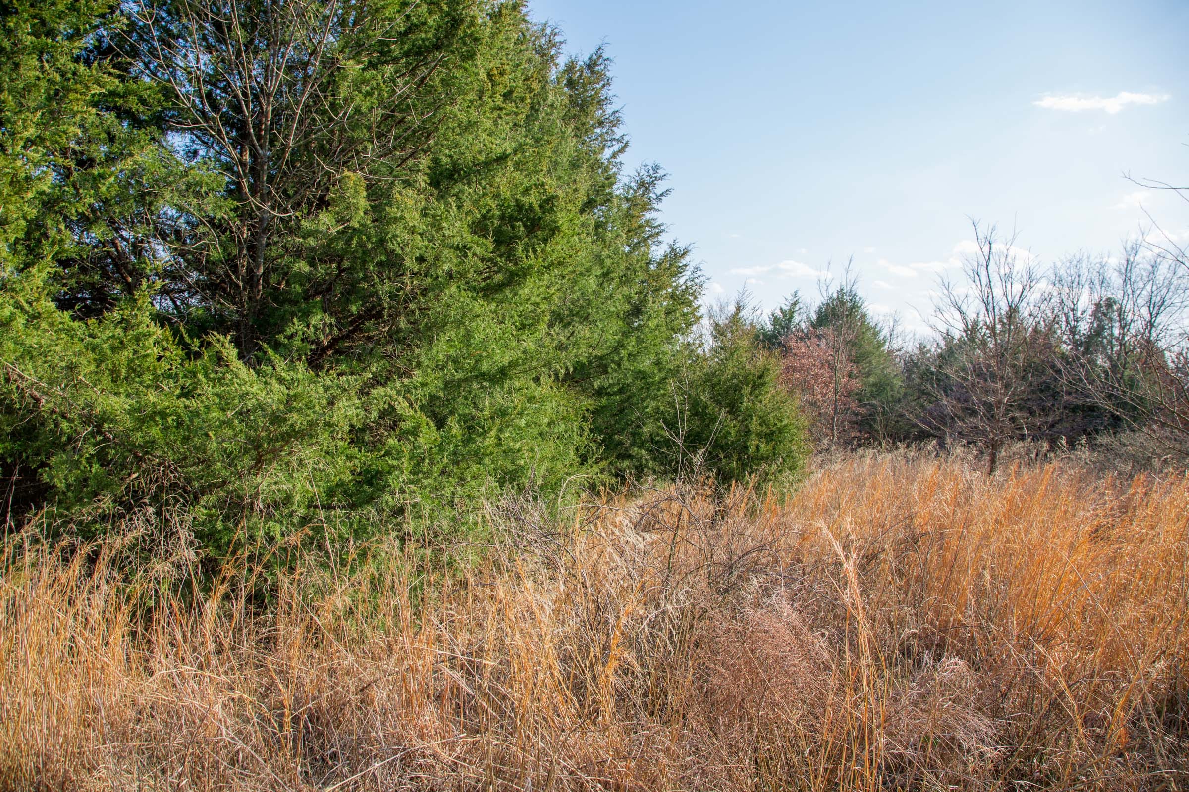 Eufaula Cove Tract 3 photo 19