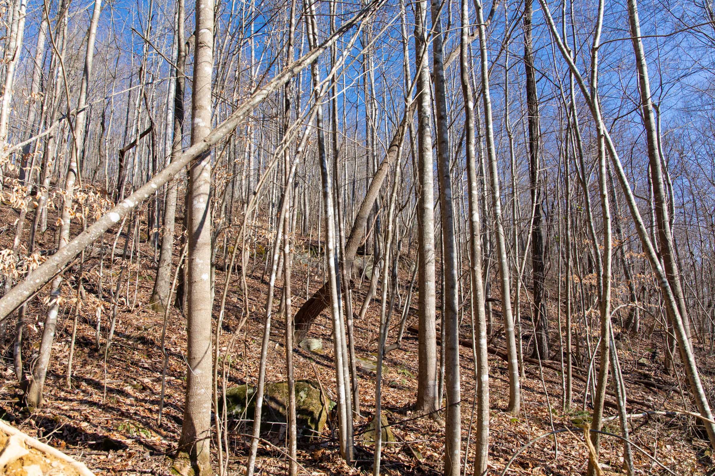 Blackstone Mountain Phase I Tract 15 photo 7