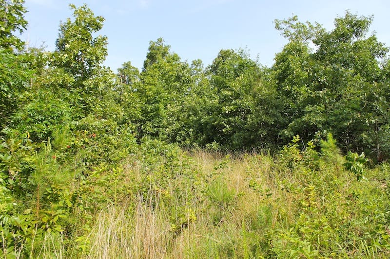 Green Mountain Ranch Tract 16 photo 6