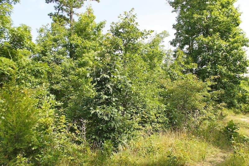 Green Mountain Ranch Tract 16 photo 8