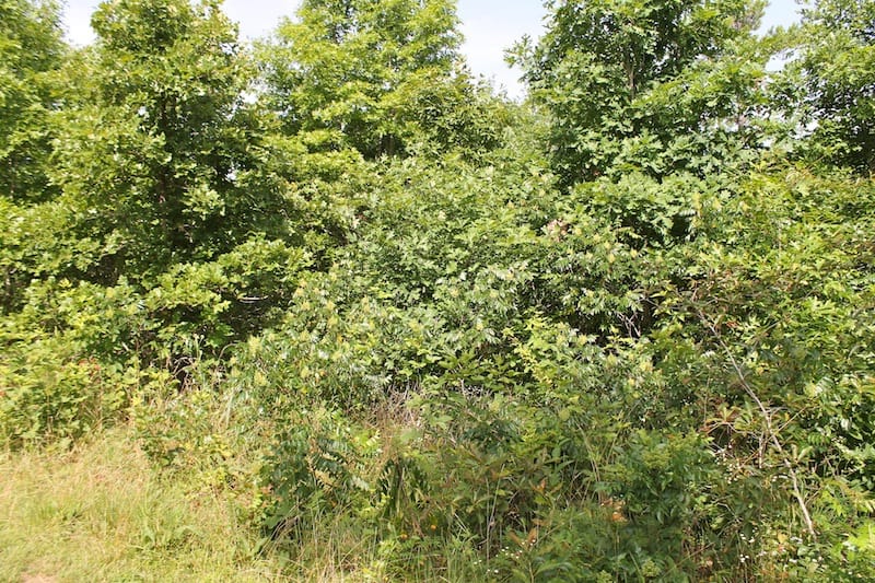 Green Mountain Ranch Tract 16 photo 9