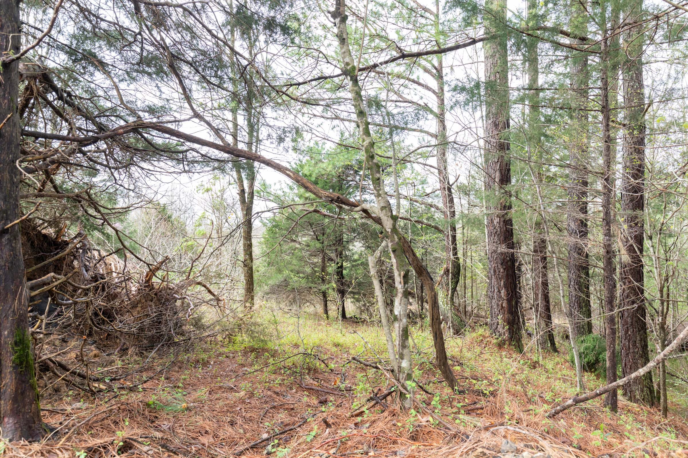 Woodland Heights Tract 20 photo 2