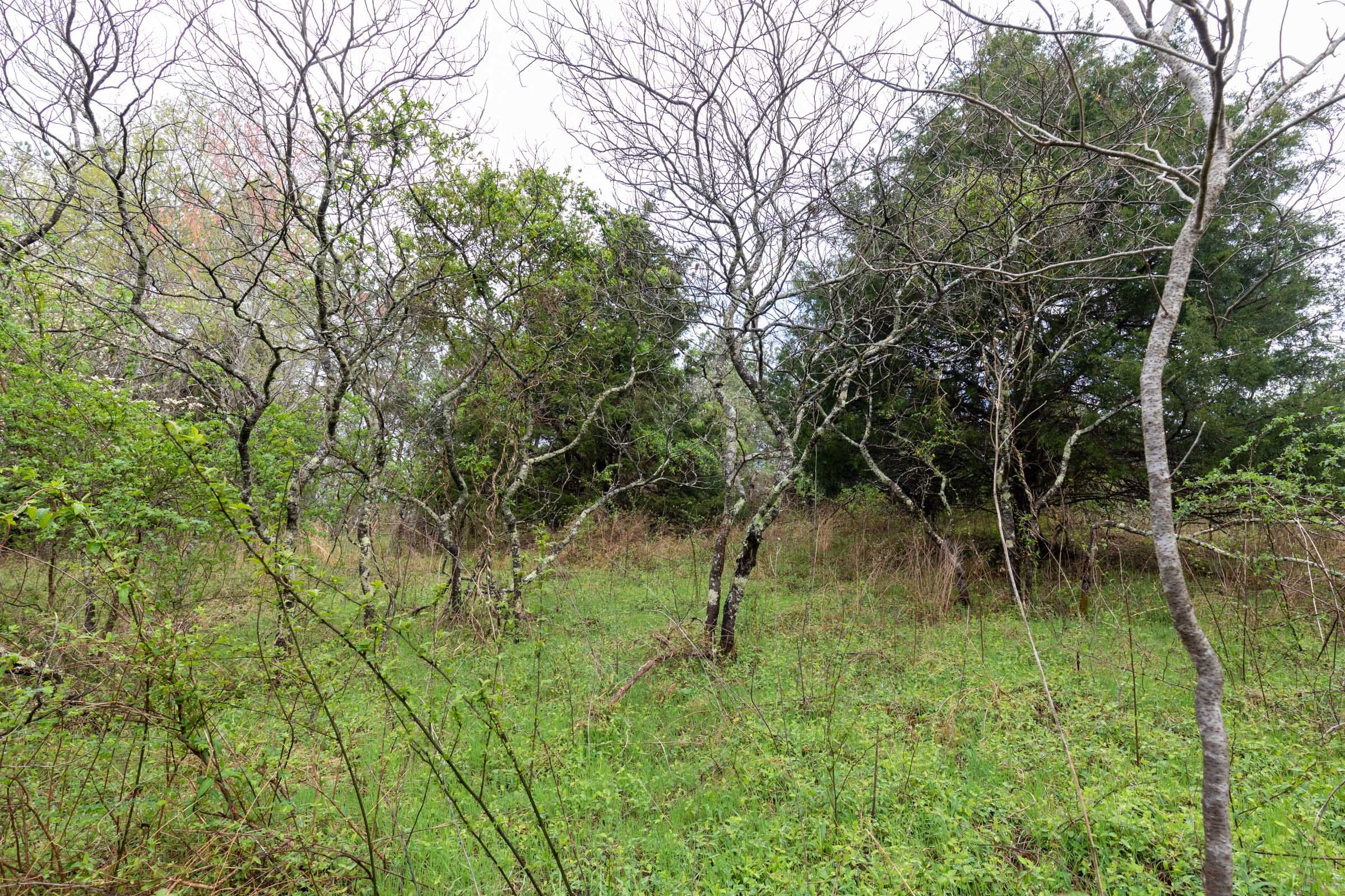 Woodland Heights Tract 20 photo 3
