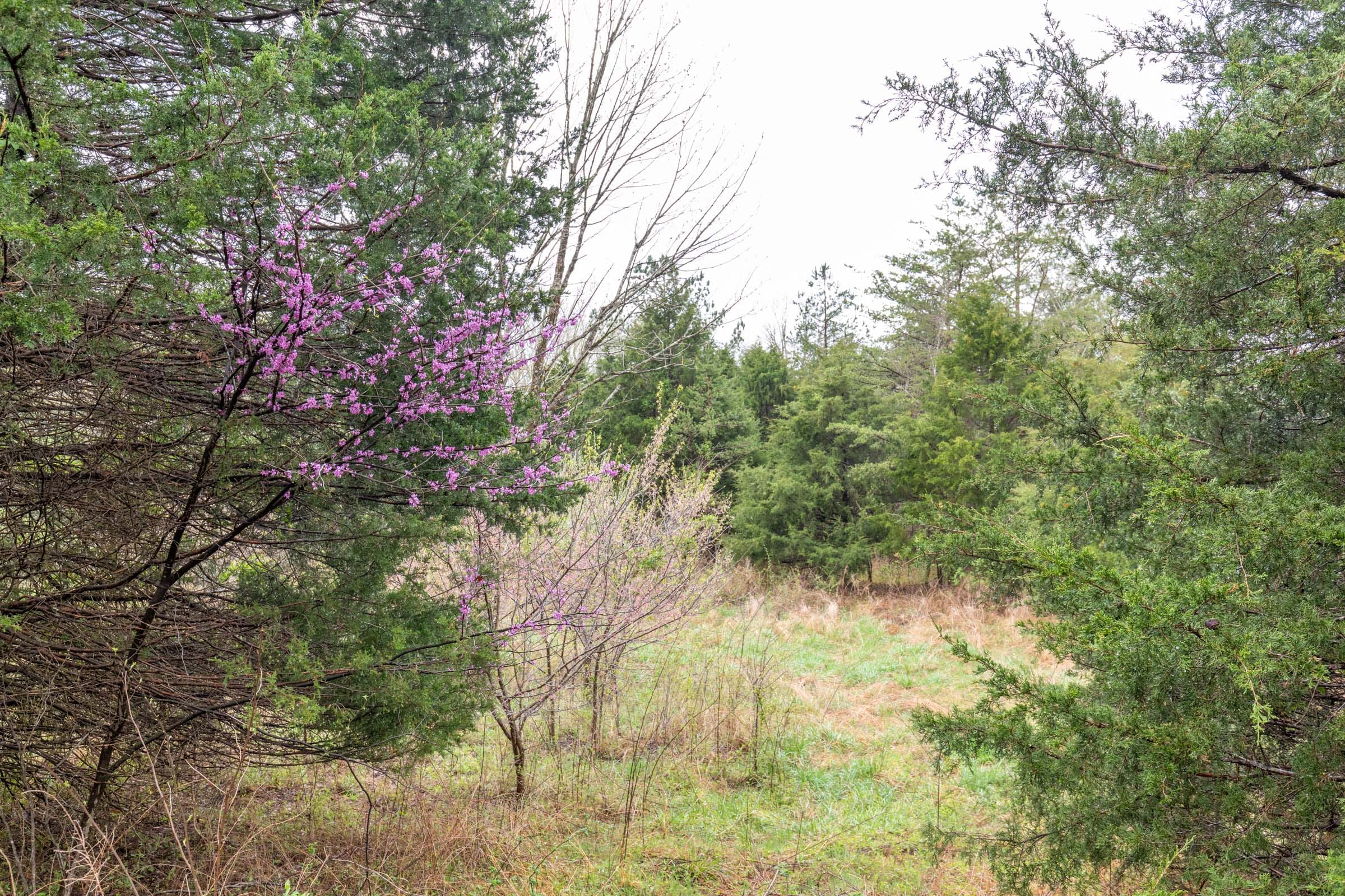 Woodland Heights Tract 20 photo 5