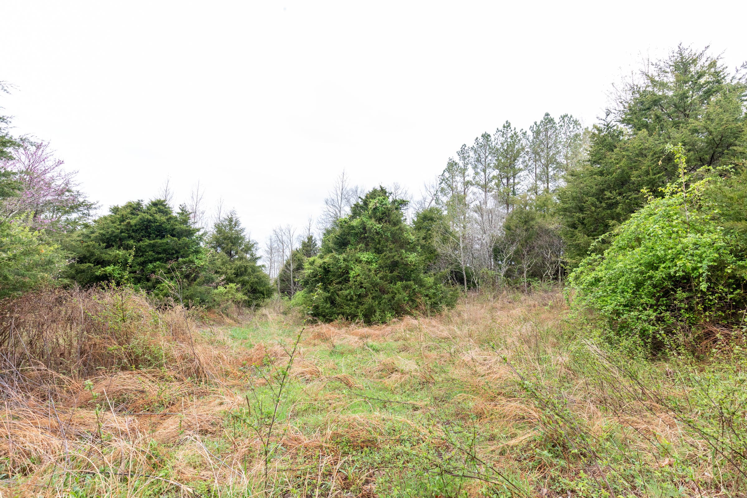 Woodland Heights Tract 20 photo 4