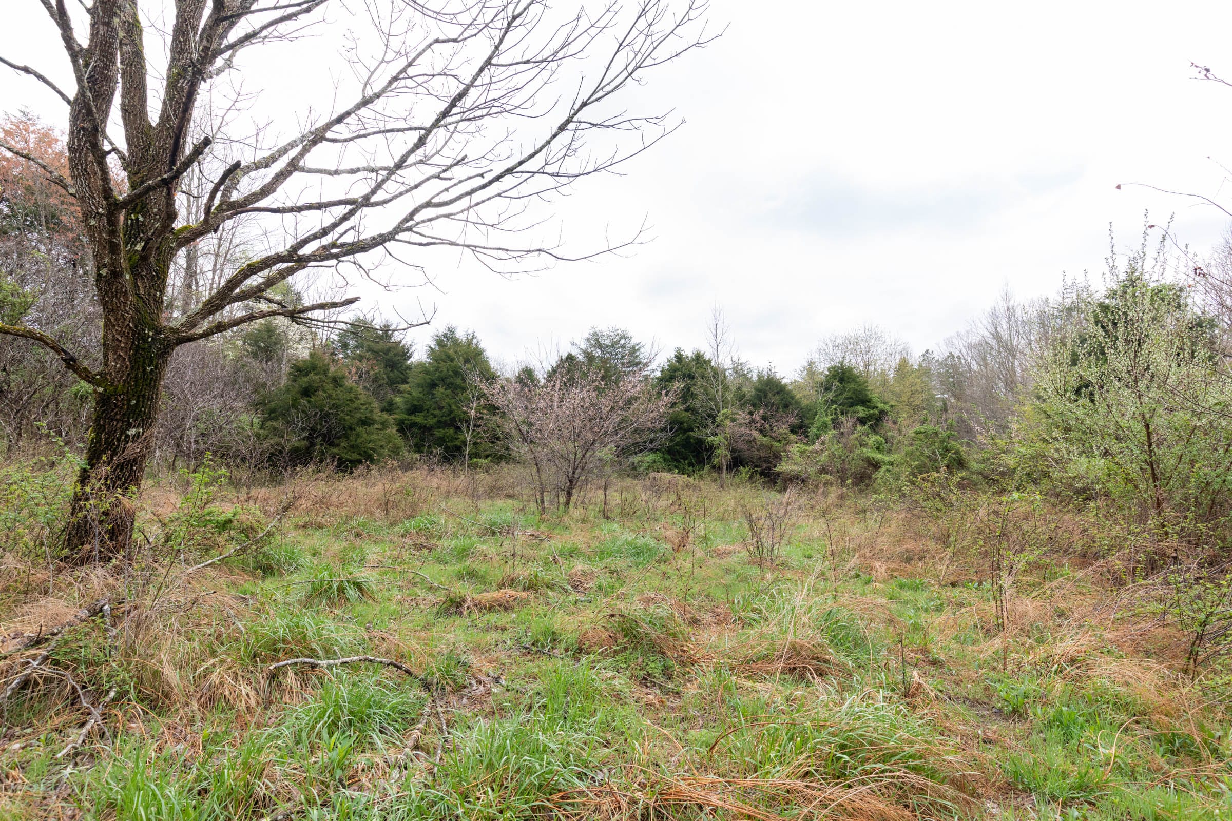 Woodland Heights Tract 20 photo 6