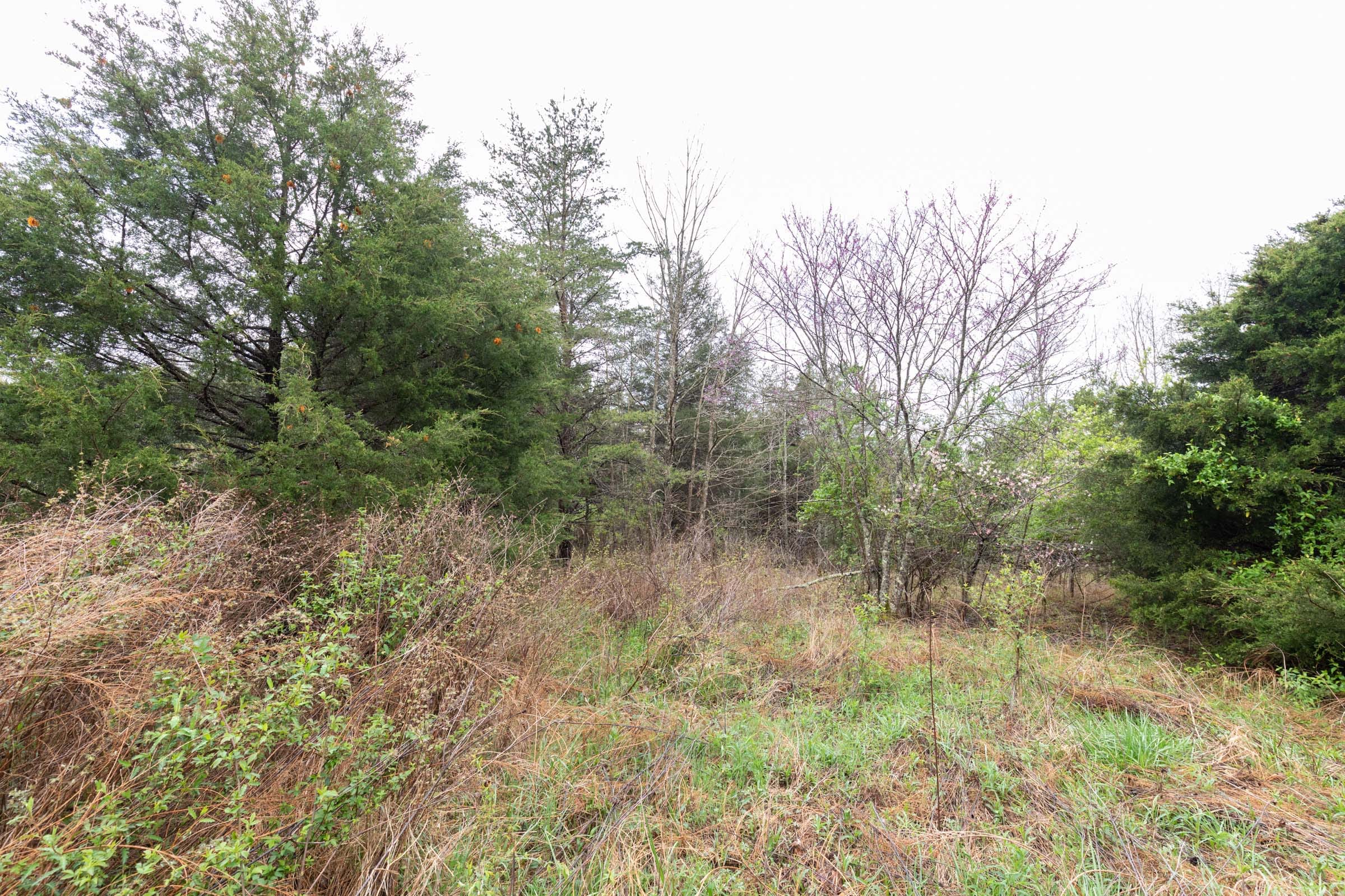 Woodland Heights Tract 20 photo 8