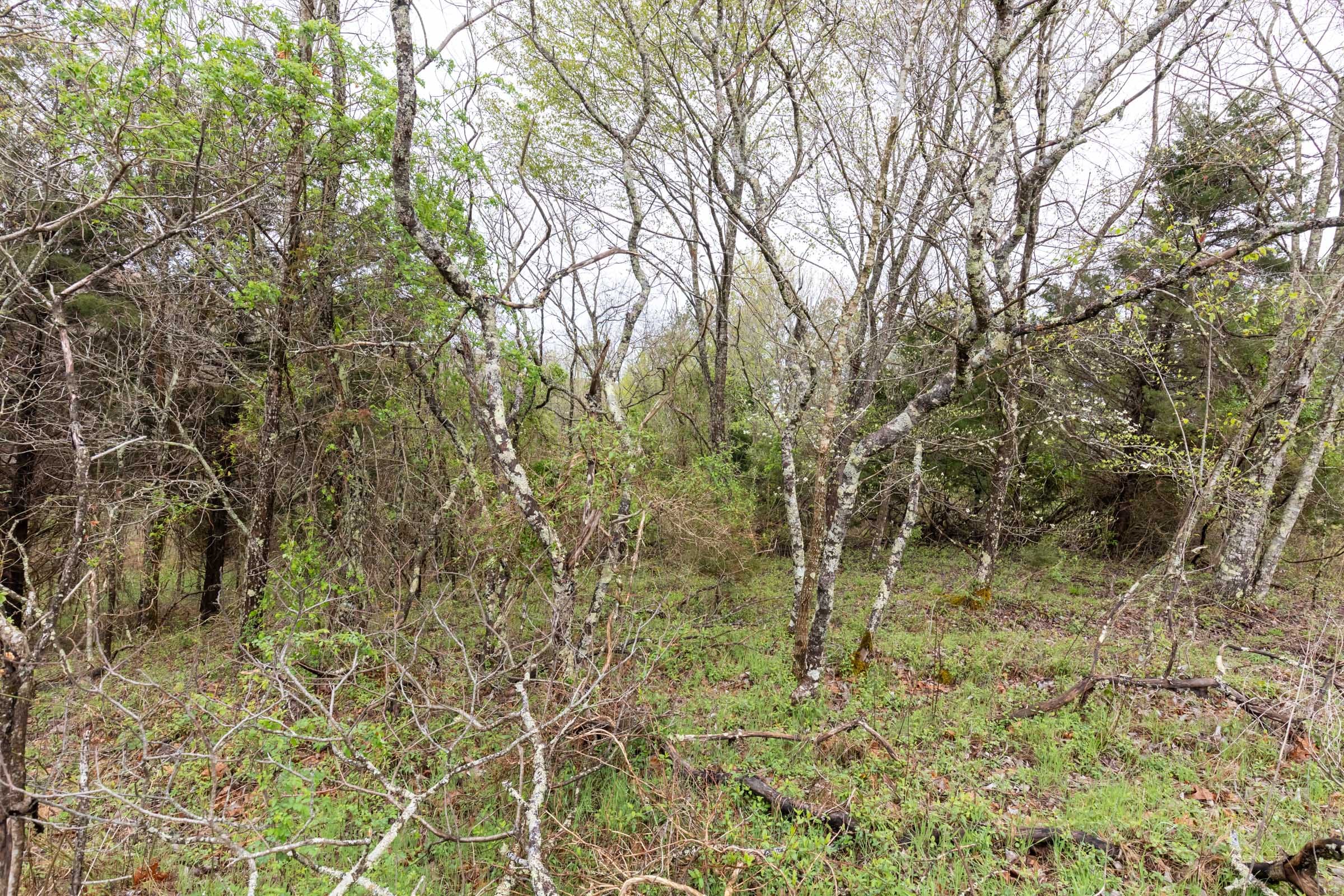 Woodland Heights Tract 20 photo 9