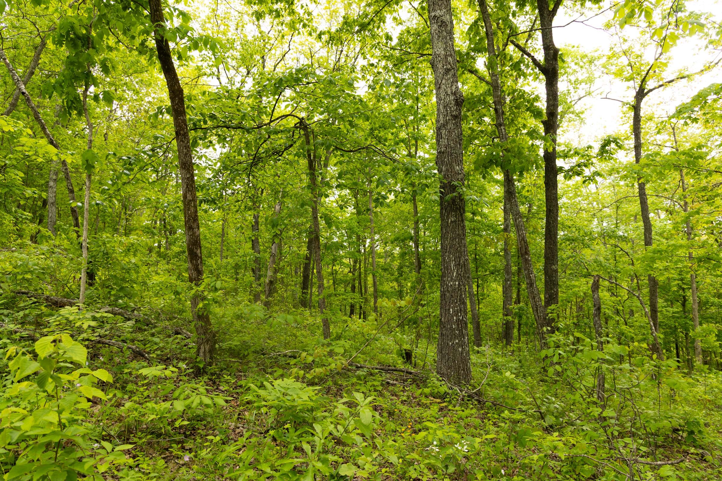 Stardust Estates Tract 5 photo 5