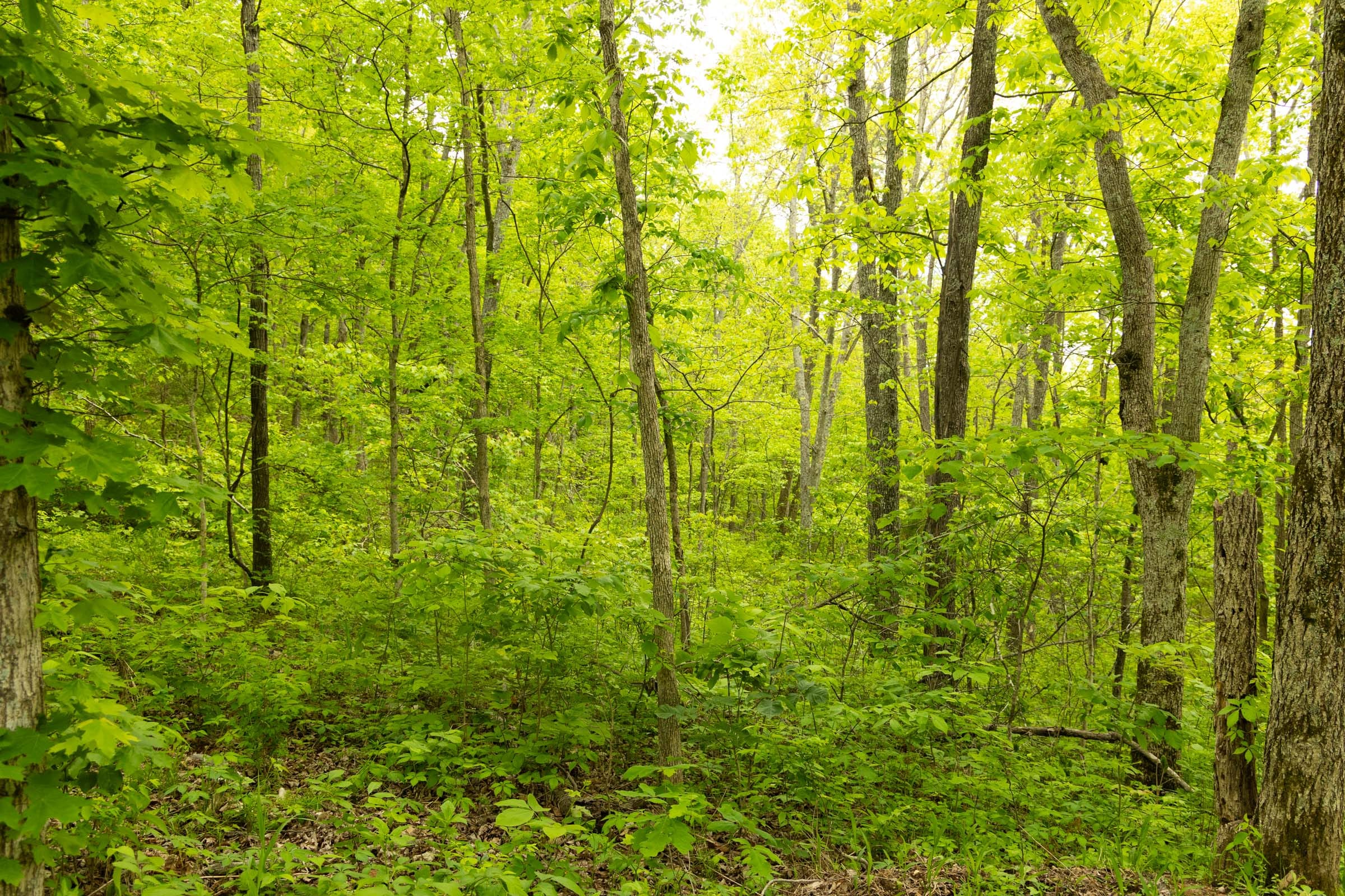 Stardust Estates Tract 5 photo 3