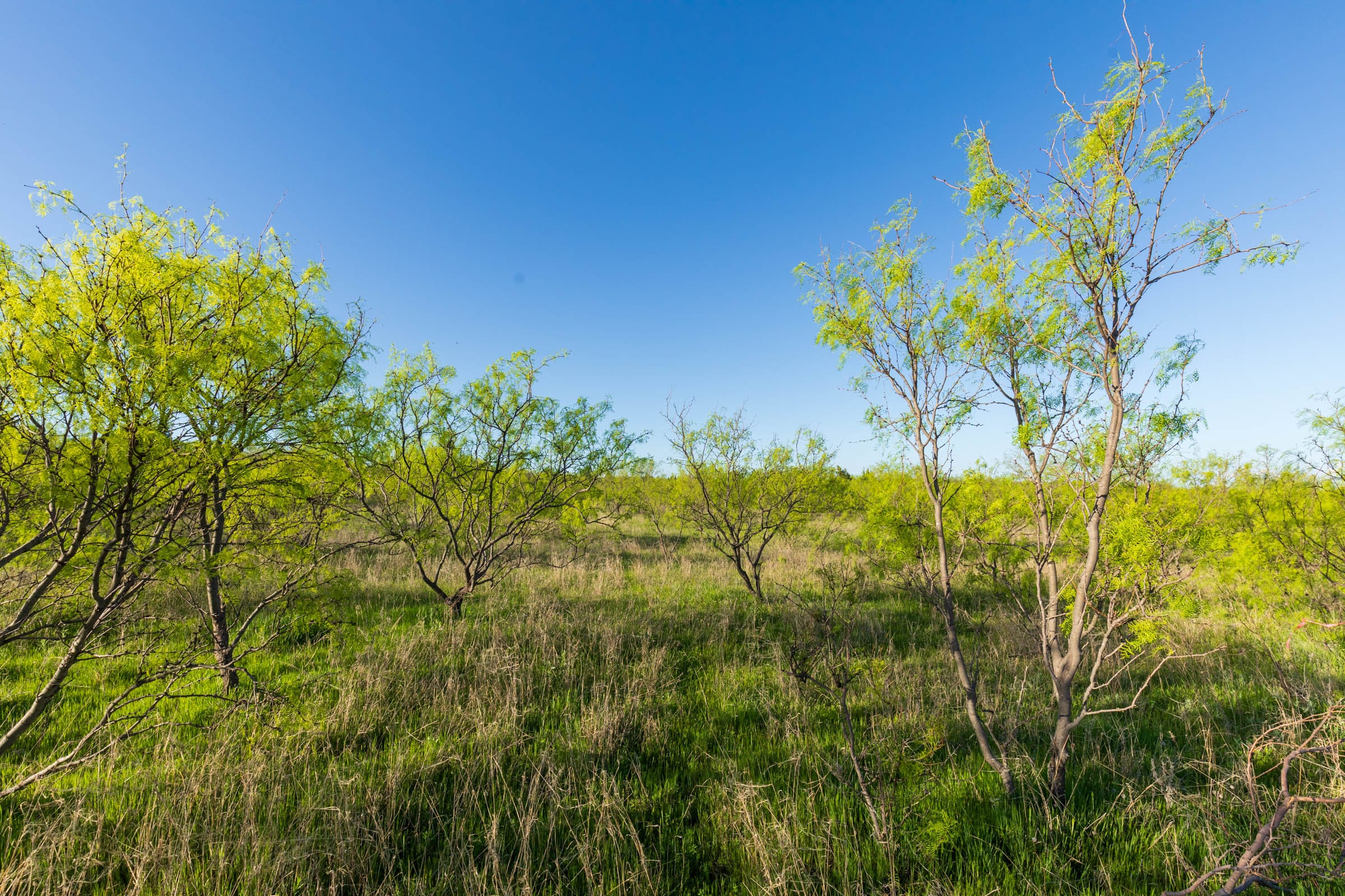 Hackberry Fields Tract 16 photo 5