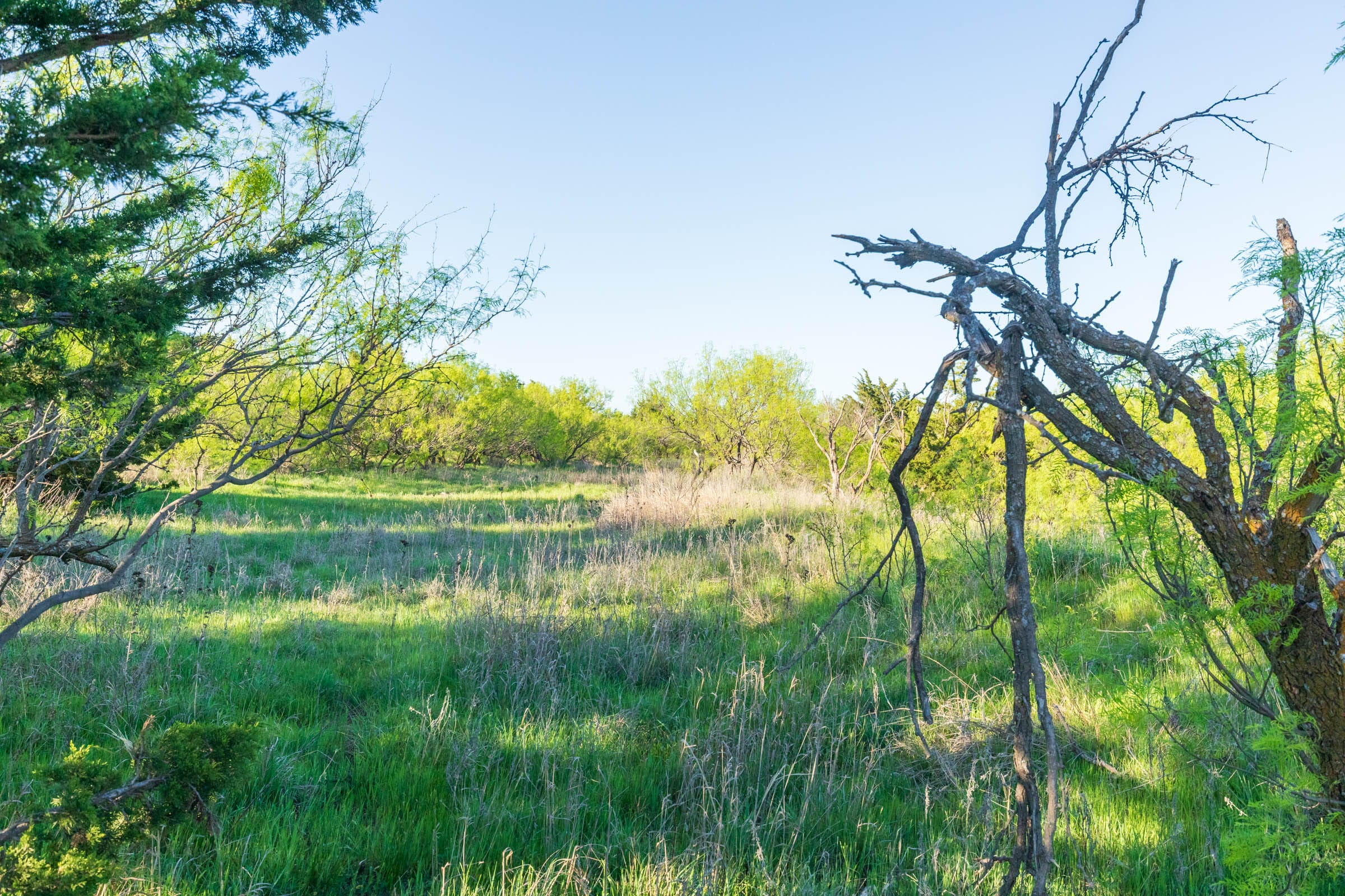 Hackberry Fields Tract 16 photo 6