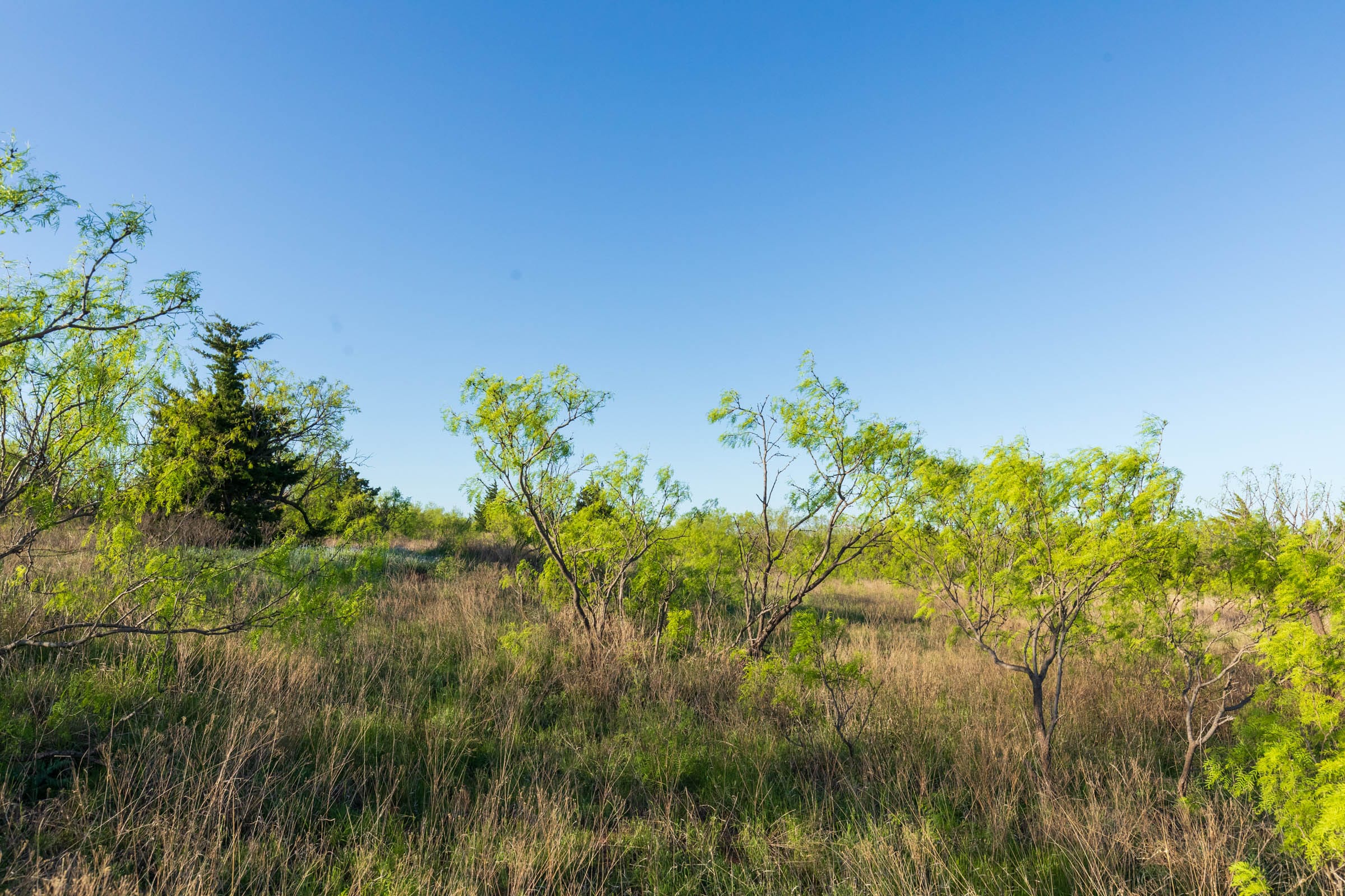Hackberry Fields Tract 16 photo 10