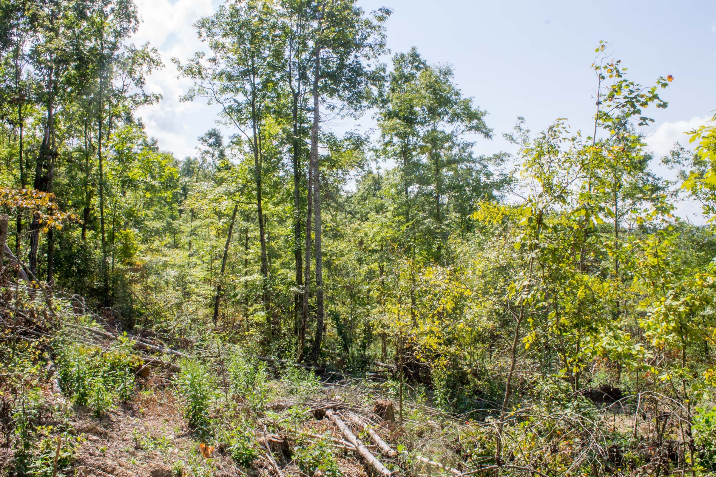 Buck Run Ridge Tract 20 photo 2