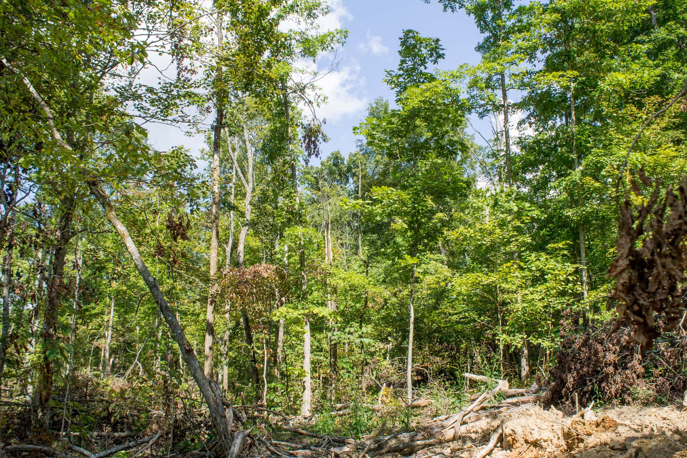 Buck Run Ridge Tract 20 photo 6