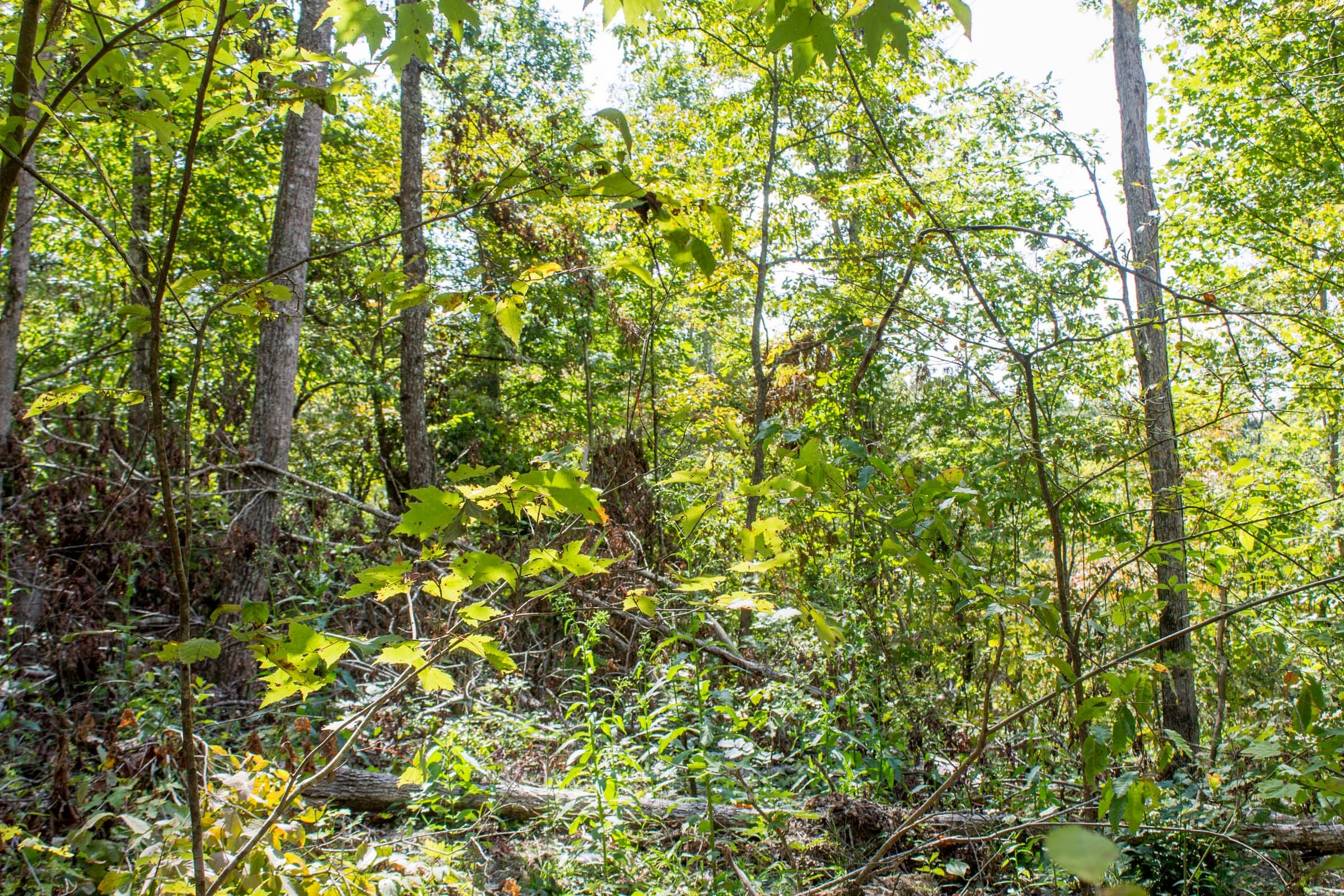 Buck Run Ridge Tract 20 photo 7