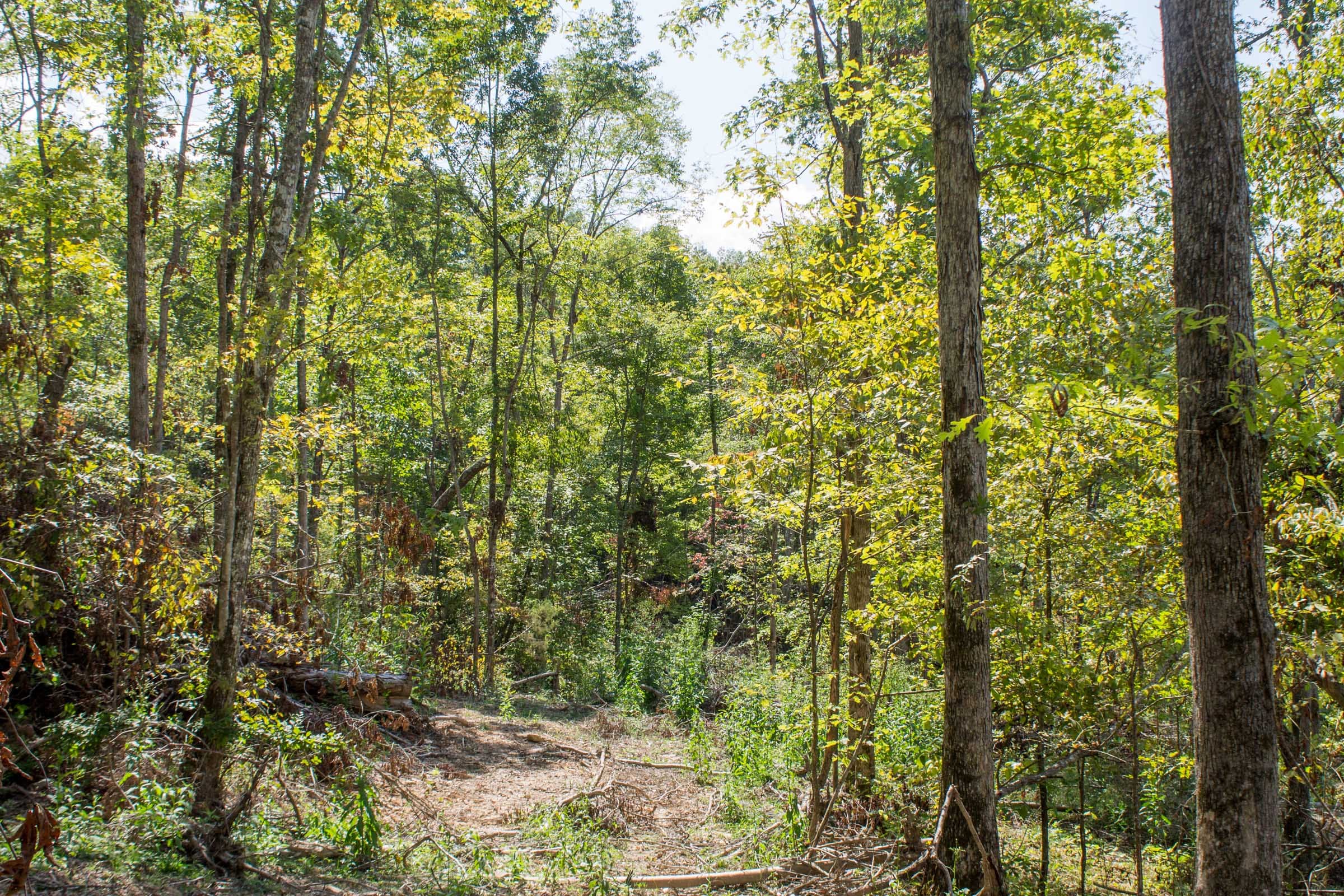 Buck Run Ridge Tract 20 photo 8