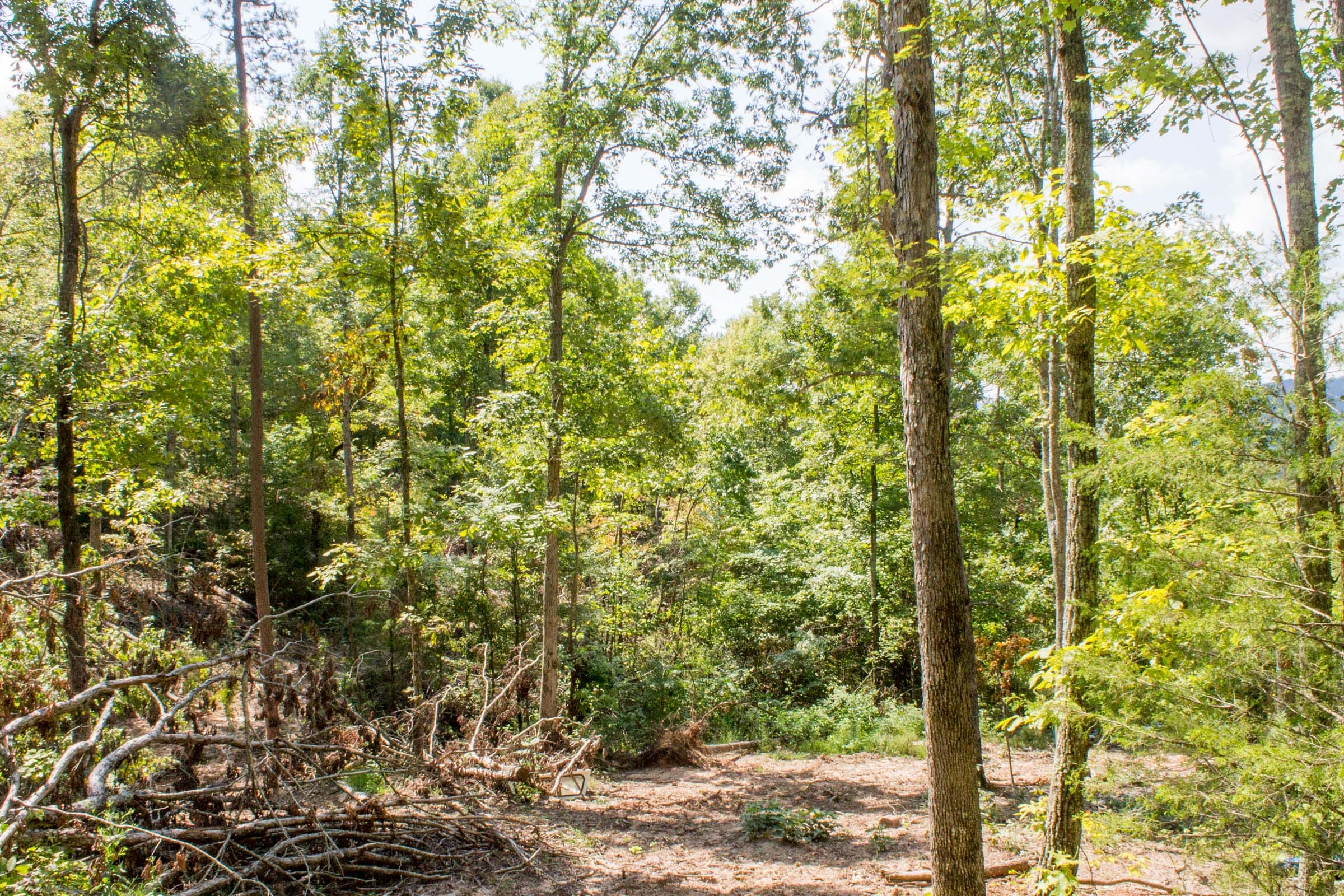 Buck Run Ridge Tract 20 photo 9