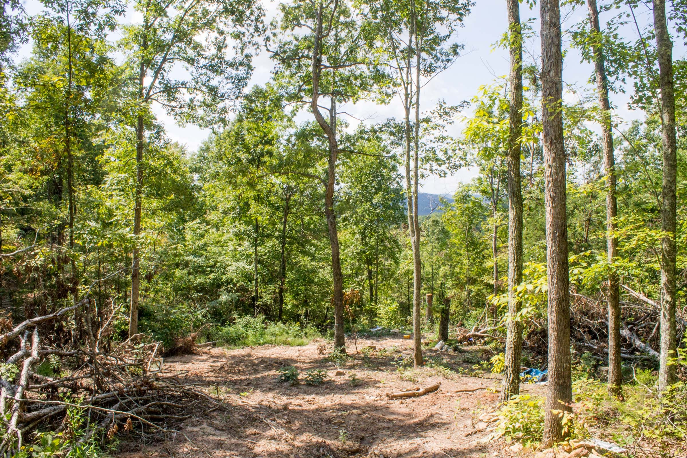 Buck Run Ridge Tract 20 photo 10