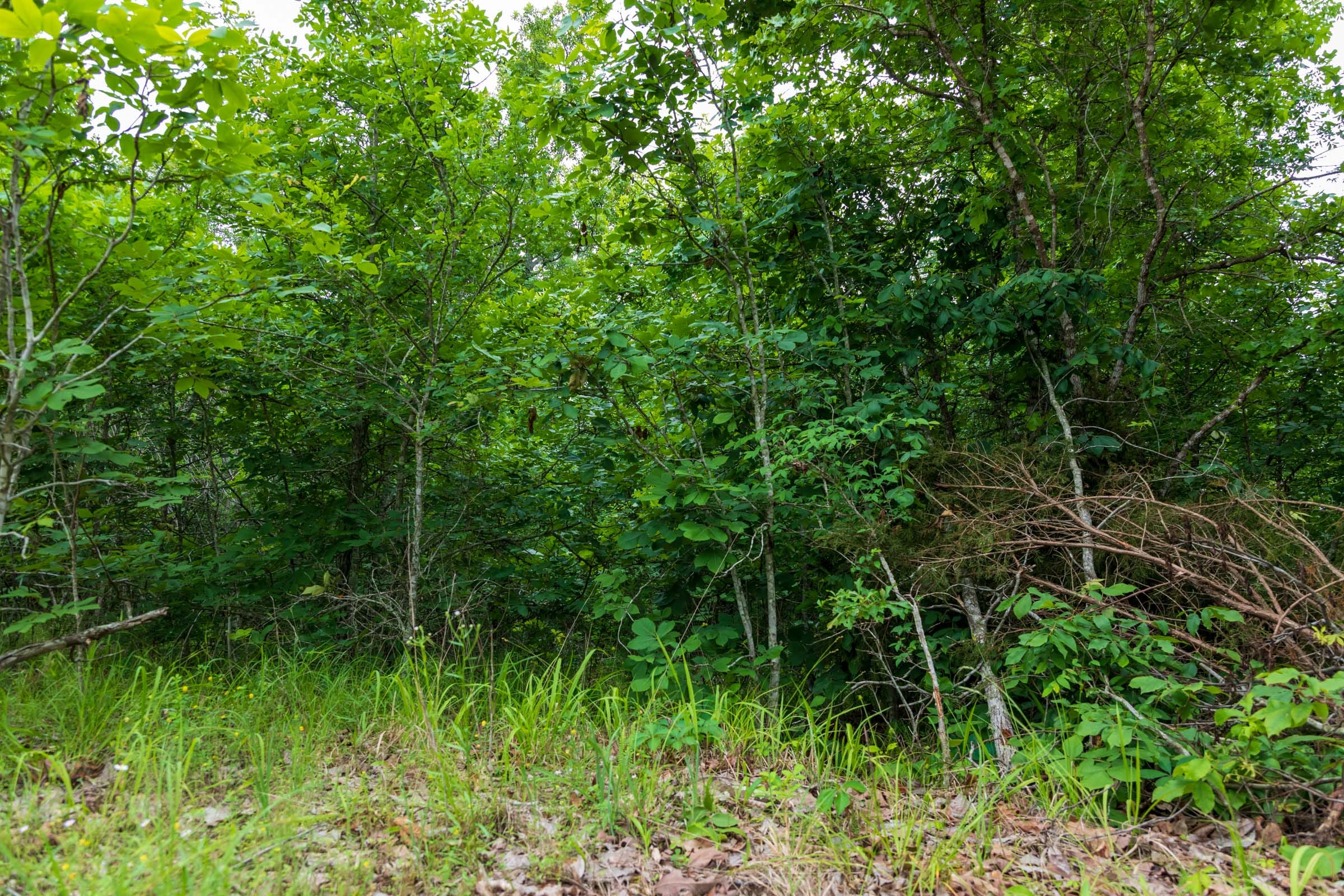 Falcon Crest Tract 8 photo 3
