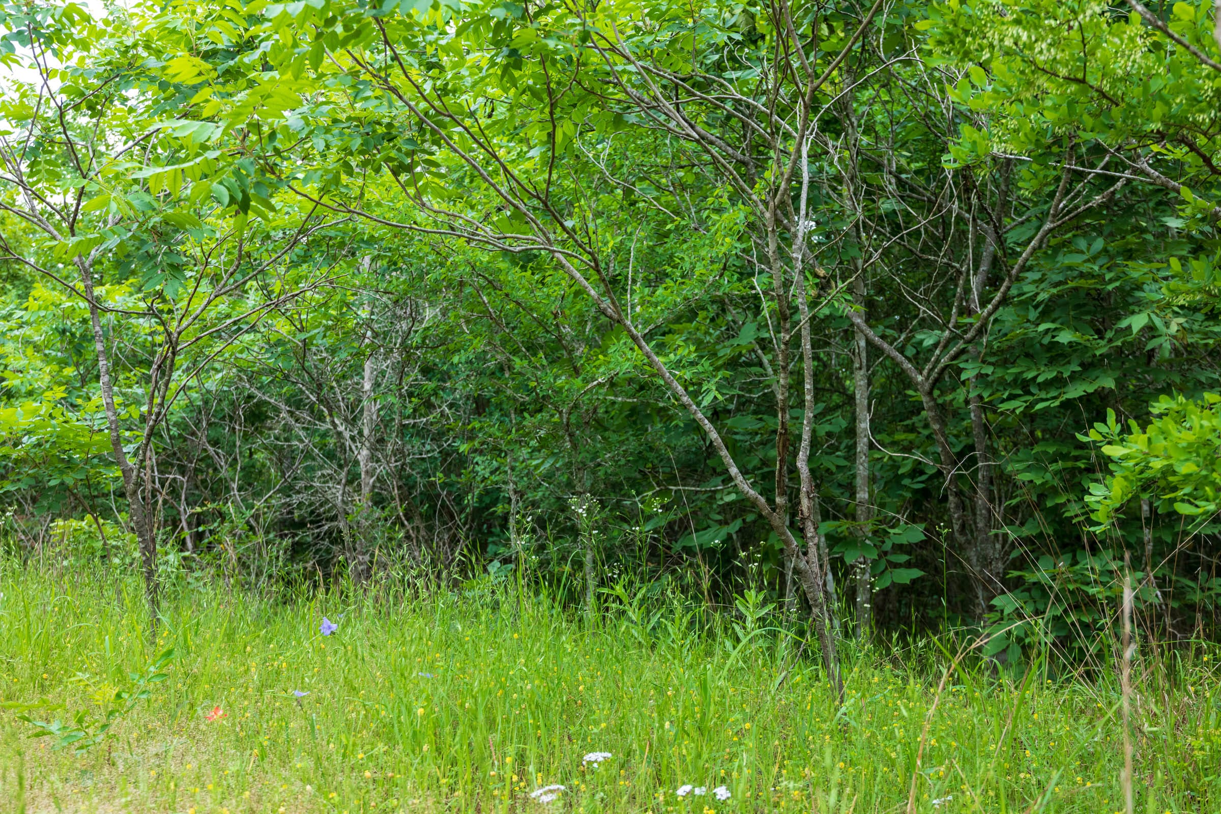 Falcon Crest Tract 8 photo 5