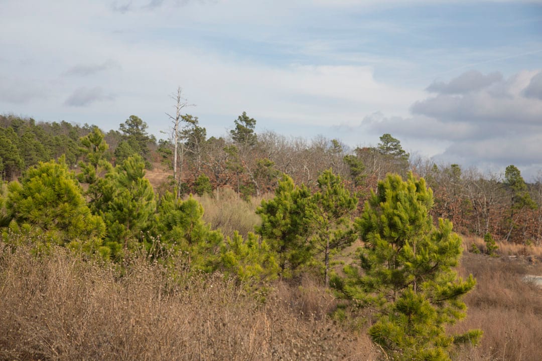 Stone Creek Phase III Tract 80 photo 4