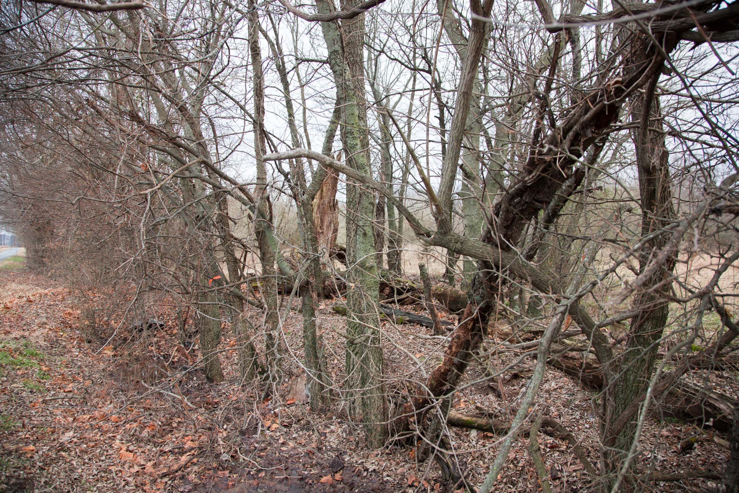 Canadian Plains Tract 9 photo 13