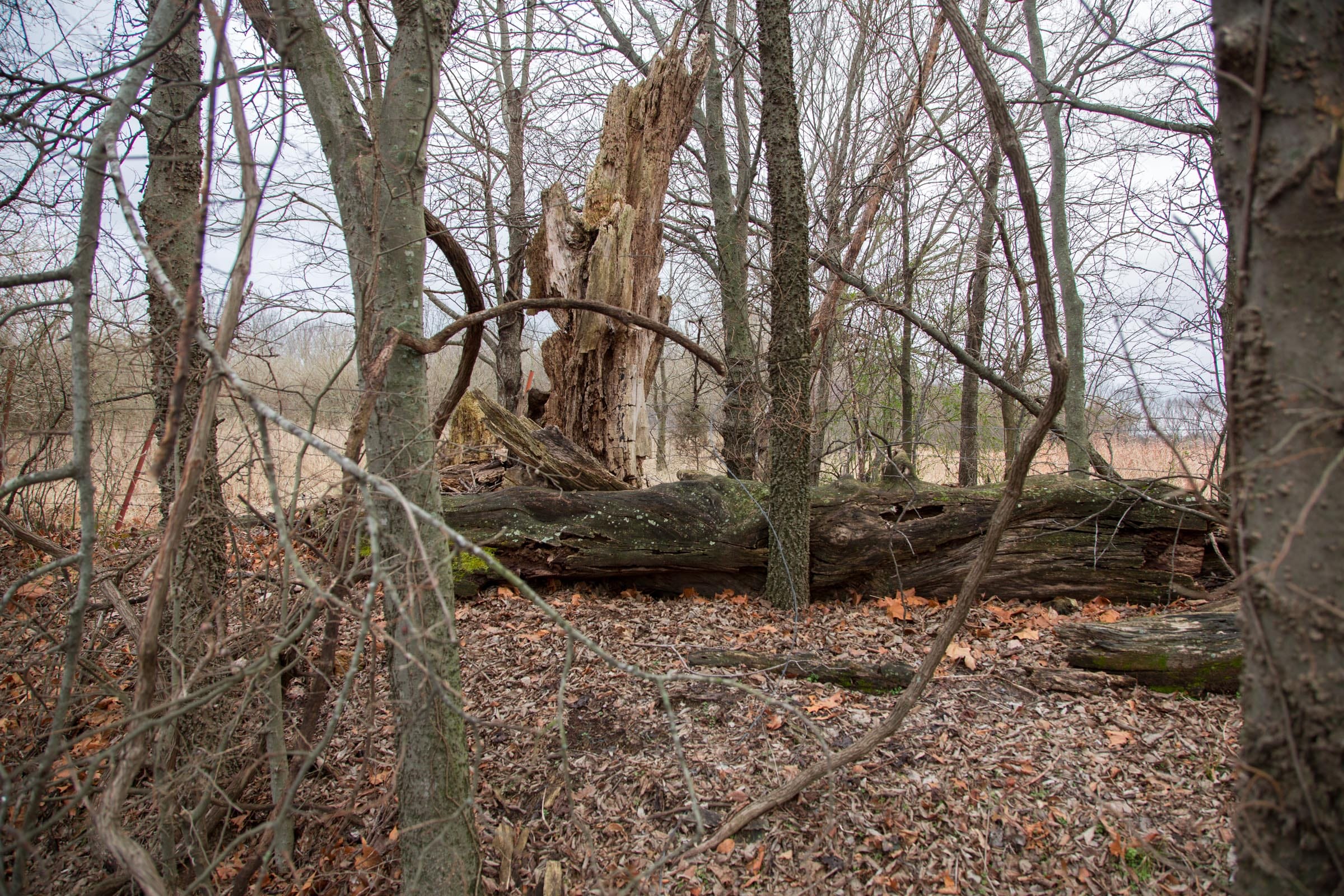 Canadian Plains Tract 9 photo 14